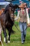 Neuaddparc Remember Me, 13.2hh Welsh Section C Riding Mare
