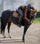 Neuaddparc Remember Me, 13.2hh Welsh Section C Riding Mare