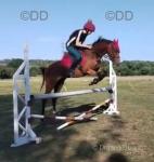 Porsha, 13.2hh Riding Mare