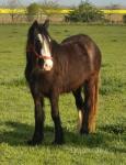 Friesian x Filly