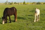 Friesian x Filly