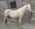 Ynyslyns Prada, Welsh Section D Filly 