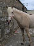 Ynyslyns Prada, Welsh Section D Filly 