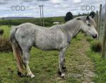 Welsh Section A Filly