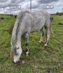 Welsh Section A Filly