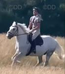 Stan, 15hh Riding Gelding 