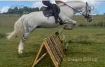 Stan, 15hh Riding Gelding 