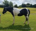 12hh Gelding 