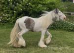 Gelding