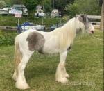 Gelding
