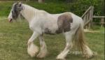 Gelding