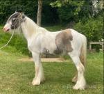 Gelding