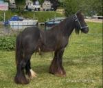 Gelding 
