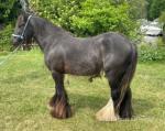 Gelding 
