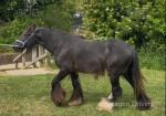 Gelding 