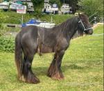 Gelding 