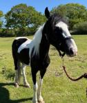 13hh half bred colt, 3 year old. Quiet to handle, very good driver even in heavy traffic. 