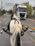 Driving Colt
