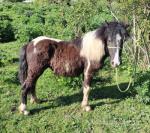Filly for sale, black & white. Has had feet trimmed recently and been wormed up to date. She is passported and chipped. 