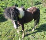 Filly