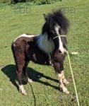 Filly for sale, black & white. Has had feet trimmed recently and been wormed up to date. She is passported and chipped. 