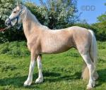 Filly