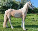 Filly