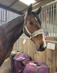 George, 16.2hh Thoroughbred Riding Gelding 