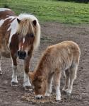 Coedpoeth Eva Cassidy, Shetland Filly Foal