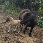 Coedpoeth Honey Buzzard, Shetland Colt Foal