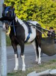 Dell Boy 15.1hh 6 year old gelding. Will do 31 to 32 miles an hour or 5 miles an hour for you. 