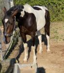 Dell Boy, 15.1hh Driving Gelding