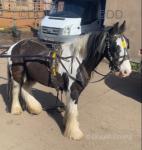 7 year old gelding, done more driving then riding. Good to handle. 