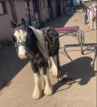 12.2hh Driving Gelding 