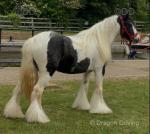 Filly
