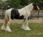 Filly