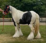 Filly