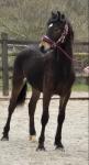 Yearling Welsh Section D Colt