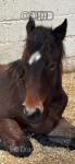 Yearling Welsh Section D Colt