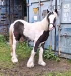 Filly Foal