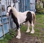 Filly Foal