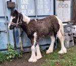 Colt Foal