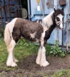 Colt Foal