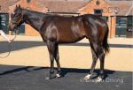 3 Year Old Colt