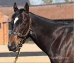3 Year Old Colt
