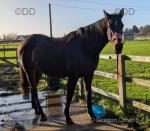 16.1hh Thoroughbred Mare