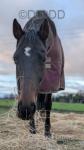 16.1hh Thoroughbred Mare