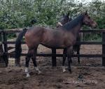 15.2hh Thoroughbred Mare