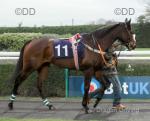 16hh Thoroughbred Mare