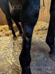 16hh Thoroughbred Mare